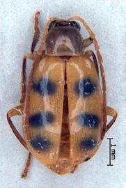              Diabrotica luciana Blake, habitus, dorsal   view       