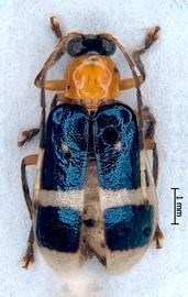   Diabrotica reysmithi  Derunkov, Prado, Tishechkin, Konstantinov, holotype, male, habitus, dorsal view 