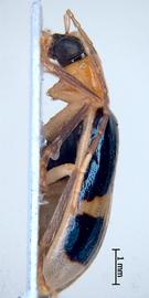   Diabrotica josephbalyi  Derunkov, Prado, Tishechkin, Konstantinov, holotype, habitus, lateral view 