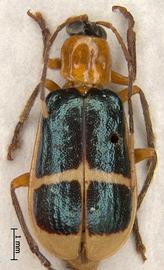              Diabrotica fasciata Kirsch, habitus, dorsal   view       