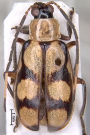              Diabrotica matina Bechyné, holotype, male, habitus,   dorsal view       