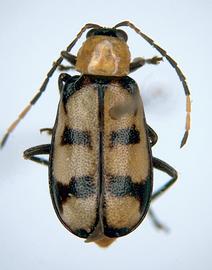              Diabrotica morosa Jacoby, habitus, dorsal   view       