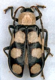              Diabrotica morosa Jacoby, habitus, dorsal   view       