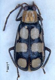              Diabrotica morosa Jacoby, habitus, dorsal   view       