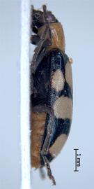              Diabrotica morosa Jacoby, habitus, lateral   view       