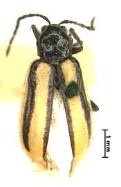              Diabrotica nigrovittata Jacoby, lectotype, habitus,   dorsal view       