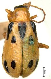              Diabrotica novemmaculata Jacoby, lectotype, female,   habitus, dorsal view       