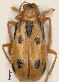              Diabrotica novemmaculata Jacoby, paralectotype, male,   habitus, dorsal view       