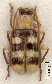              Diabrotica occlusa Champion, habitus, dorsal   view       