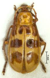              Diabrotica octoplagiata Jacoby, lectotype, male,   habitus, dorsal view       