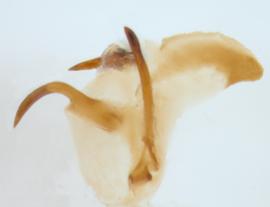              Diabrotica octoplagiata Jacoby, lectotype, internal sac,   lateral view at left       