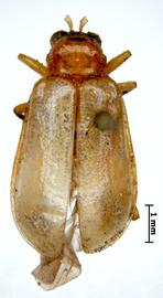              Diabrotica olivieri Jacoby, lectotype, female, habitus,   dorsal view       