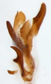   Diabrotica salvadorensis  Derunkov, Prado, Tishechkin, Konstantinov, holotype, internal sac, lateral view at left 