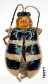   Diabrotica spangleri  Derunkov, Prado, Tishechkin, Konstantinov, holotype, male, habitus, dorsal view 