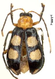              Diabrotica panamensis Jacoby, lectotype, male, habitus,   dorsal view       