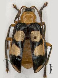              Diabrotica panamensis Jacoby, paralectotype, habitus,   dorsal view       