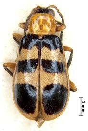              Diabrotica paradoxa Jacoby, lectotype, female, habitus,   dorsal view       