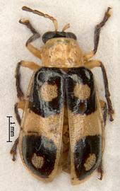              Diabrotica peckii Bowditch, holotype, male, habitus,   dorsal view       