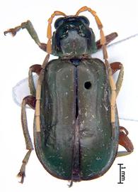              Diabrotica piceonotata Jacoby, habitus, dorsal   view       