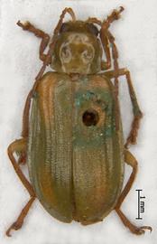              Diabrotica porracea Harold, MNHN, male, habitus, dorsal   view       