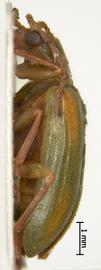              Diabrotica porracea Harold, MNHN, male, habitus, lateral view       