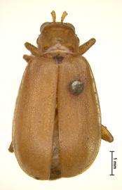              Diabrotica prasinomarginata Baly, lectotype, female,   habitus, dorsal view       