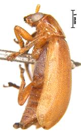              Diabrotica prasinomarginata Baly, lectotype, habitus,   lateral view       