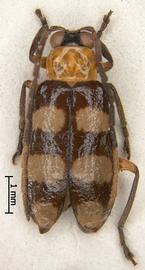              Diabrotica pygidialis Jacoby, lectotype, male, habitus,   dorsal view       