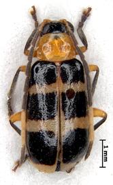              Diabrotica pygidialis Jacoby, USNM, male, habitus, dorsal   view       