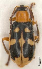              Diabrotica quadricollis Jacoby, lectotype, male,   habitus, dorsal view       