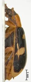              Diabrotica quadricollis Jacoby, lectotype, habitus,   lateral view       