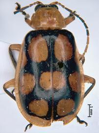              Diabrotica regalis Baly, female, habitus, dorsal   view       