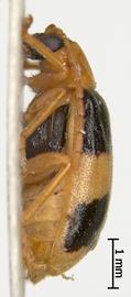              Diabrotica regularis Jacoby, paralectotype, female, MCZ,   habitus, lateral view       