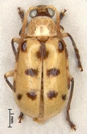              Diabrotica relicta Suffrian, male, habitus, dorsal   view       