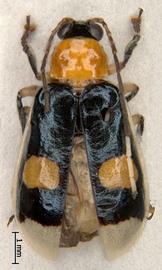              Diabrotica rogersi Jacoby, habitus, dorsal   view       