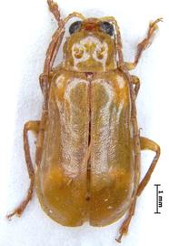   Diabrotica barclayi  Derunkov, Prado, Tishechkin, Konstantinov, holotype, habitus, lateral view 