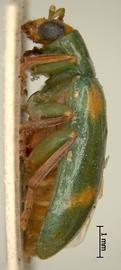   Diabrotica barclayi  Derunkov, Prado, Tishechkin, Konstantinov, paratype, habitus, lateral view 