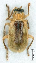              Diabrotica scutellata Jacoby, male, habitus, dorsal   view       