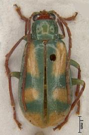              Diabrotica selecta Jacoby, male, habitus, dorsal   view       