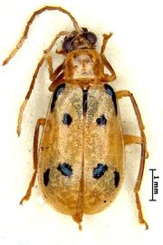              Diabrotica semicirculata Jacoby, lectotype, female,   habitus, dorsal view       