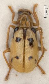              Diabrotica semicirculata Jacoby, paralectotype, male,   habitus, dorsal view       