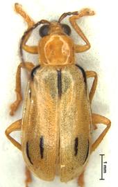              Daibrotica septemliturata Erichson, male, BMNH, habitus,   dorsal view       