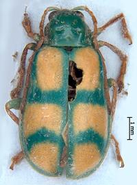              Diabrotica sexmaculata Baly, habitus, dorsal   view       