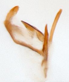              Diabrotica signifera Jacoby, paralectotype, internal   sac, lateral view at left       