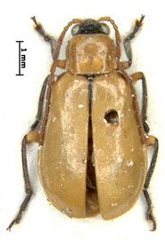              Diabrotica simulans Baly, paralectotype, male, habitus,   dorsal view       