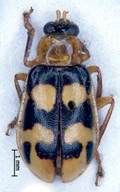              Diabrotica sinuata (Olivier), habitus, dorsal   view       