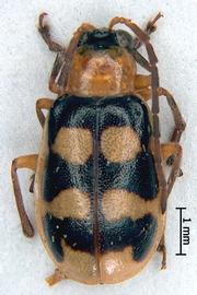              Diabrotica sinuata (Olivier), habitus, dorsal   view       