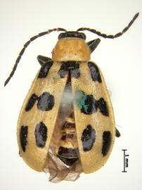              Diabrotica soror LeConte, lectotype, female, habitus,   dorsal view       