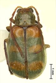              Diabrotica speciosa speciosa (Germar), habitus, dorsal   view        