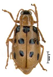              Diabrotica spilota Baly, male, MCZ, habitus, dorsal   view       